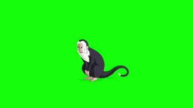 Çizgi film stili siyah beyaz maymun. El yapımı 2D animasyon 4K görüntü yeşil ekranda izole edildi. video düzenleme ya da vahşi yaşam projeleri için görüntüler