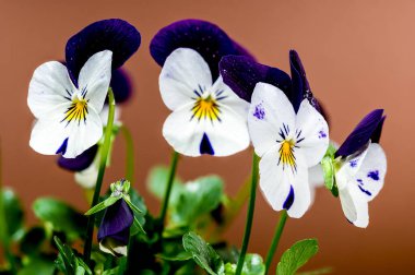 Yumuşak kahverengi bir arka plan üzerine kurulu, karmaşık taç yapraklı narin beyaz ve mor nonoş çiçekleri yakın plan