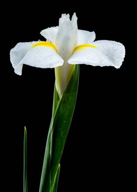 Beyaz bir iris olan Hollandica Alaska çiçeğine yakın plan, sarı aksanlı, su damlacıklarıyla kaplı, siyah arka planda. Narin taç yaprakları ve nem taze ve zarif bir görünüm yaratır.