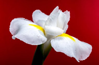 Beyaz bir Hollandica Alaska iris çiçeğinin yakın plan resmi, sarı aksanlı, su damlacıklarıyla kaplı, kırmızı arka planda. Narin taç yaprakları ve nem taze ve zarif bir görünüm yaratır.