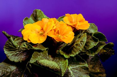 Turuncu renkli, yeşil yapraklı, mor arkaplanlı, turuncu primula çiçeklerine yakın plan.