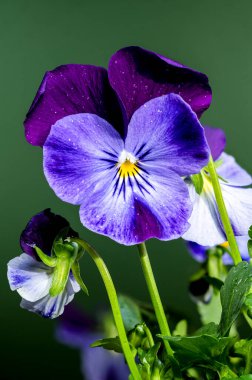 Yapraklarında su damlacıkları olan canlı mor ve mavi nonoş çiçeklerinin yakın çekimi yeşil bir arkaplanda. Yaprakların hassas dokusu ve karmaşık ayrıntıları vurgulanıyor.