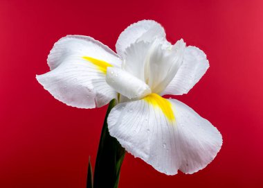 Beyaz bir Hollandica Alaska iris çiçeğinin yakın plan resmi, sarı aksanlı, su damlacıklarıyla kaplı, kırmızı arka planda. Narin taç yaprakları ve nem taze ve zarif bir görünüm yaratır.