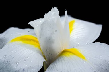 Beyaz bir iris olan Hollandica Alaska çiçeğine yakın plan, sarı aksanlı, su damlacıklarıyla kaplı, siyah arka planda. Narin taç yaprakları ve nem taze ve zarif bir görünüm yaratır.