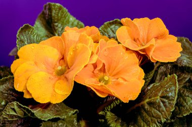 Turuncu renkli, yeşil yapraklı, mor arkaplanlı, turuncu primula çiçeklerine yakın plan.