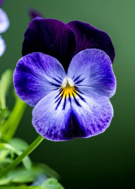 Yapraklarında su damlacıkları olan canlı mor ve mavi nonoş çiçeklerinin yakın çekimi yeşil bir arkaplanda. Yaprakların hassas dokusu ve karmaşık ayrıntıları vurgulanıyor.