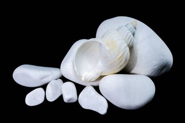 Beyaz bir Buccinum undatum deniz kabuğu siyah bir zemin üzerinde pürüzsüz beyaz taşların üzerinde duruyor. Kabuk sarmal dokusu, taşların yumuşak, yuvarlak şekilleriyle çelişiyor.
