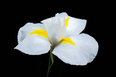 Beyaz bir iris olan Hollandica Alaska çiçeğine yakın plan, sarı aksanlı, su damlacıklarıyla kaplı, siyah arka planda. Narin taç yaprakları ve nem taze ve zarif bir görünüm yaratır.