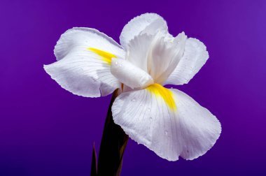 Beyaz bir Hollandica Alaska iris çiçeğinin yakın plan resmi, sarı aksanlı, su damlacıklarıyla kaplı, mor arka planda. Narin taç yaprakları ve nem taze ve zarif bir görünüm yaratır.