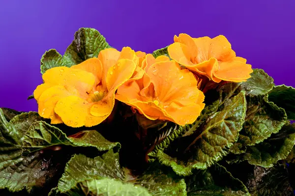 Turuncu renkli, yeşil yapraklı, mor arkaplanlı, turuncu primula çiçeklerine yakın plan.