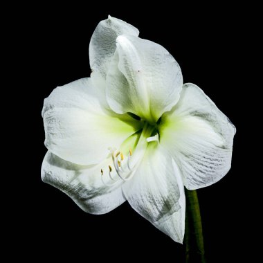 Narin çiğ damlaları olan beyaz bir Amarillis çiçeğinin yakın plan fotoğrafı, siyah arka planda, zarif taç yaprakları ve doğal güzelliğini sergiliyor. 