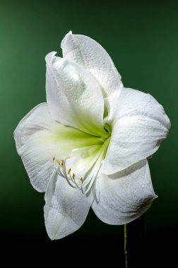 Zarif çiğ damlaları ile beyaz bir Amarillis çiçeğinin yakın plan fotoğrafı, yeşil bir arka plan üzerine kurulmuş, zarif taç yaprakları ve doğal güzelliğini sergiliyor. 