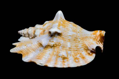 Bir Strombus raninus deniz kabuğunun yakın plan fotoğrafı. Karmaşık desenleri ve pürüzsüz bir dokusu var. Kontrastlık için siyah bir arkaplan üzerine kurulmuş. 
