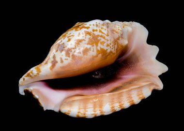 Bir Strombus raninus deniz kabuğunun yakın plan fotoğrafı. Karmaşık desenleri ve pürüzsüz bir dokusu var. Kontrastlık için siyah bir arkaplan üzerine kurulmuş. 