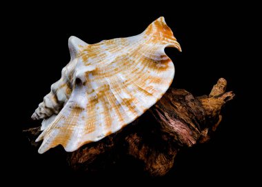 Strombus raninus kabuğunun siyah bir arkaplan üzerine kurulmuş, doğal güzelliğini ve dokusunu vurgulayan ayrıntılı bir fotoğrafı. 