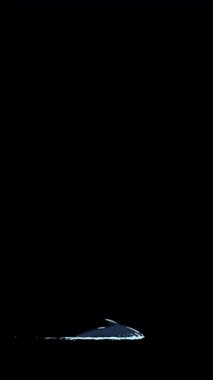 Çizgi film tarzı bir yunus. El yapımı 2D animasyon 4K görüntü alfa kanalında izole edildi. Video düzenleme veya vahşi yaşam projeleri için dikey görüntüler