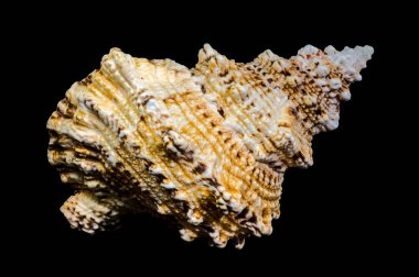 Bir Tutufa bubo kabuğunun yakın çekim stüdyosu. Karmaşık dokusunu ve benzersiz şeklini ortaya koyuyor.