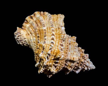 Bir Tutufa bubo kabuğunun yakın çekim stüdyosu. Karmaşık dokusunu ve benzersiz şeklini ortaya koyuyor.