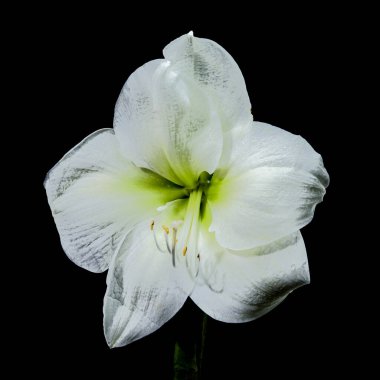 Narin çiğ damlaları olan beyaz bir Amarillis çiçeğinin yakın plan fotoğrafı, siyah arka planda, zarif taç yaprakları ve doğal güzelliğini sergiliyor. 