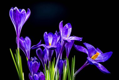 Katı siyah bir arkaplan üzerinde çiğ damlaları ile canlı mor crocus çiçekleri