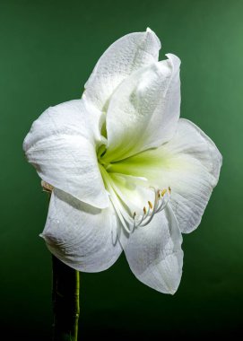 Zarif çiğ damlaları ile beyaz bir Amarillis çiçeğinin yakın plan fotoğrafı, yeşil bir arka plan üzerine kurulmuş, zarif taç yaprakları ve doğal güzelliğini sergiliyor. 