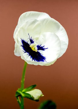 Zarif beyaz nonoş çiçeklerinin yakın plan çekimlerinde çarpıcı bir koyu mavi merkez ve yaprakların üzerinde küçük su damlacıkları yer alıyor. Yumuşak kahverengi arkaplan onların zarafetini ve kontrastını arttırır