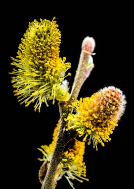 Saf siyah bir arkaplan üzerine kurulmuş canlı sarı söğüt çiçekleri bir dalda çiçek açıyor. Doğa ve botanik temalar için mükemmel