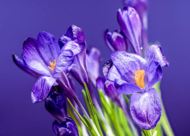 Mor bir Crocus vernus çiçeğinin narin güzelliğini yakalar. Yumuşak ışıkla aydınlatılan parlak su damlacıklarıyla süslenir. 
