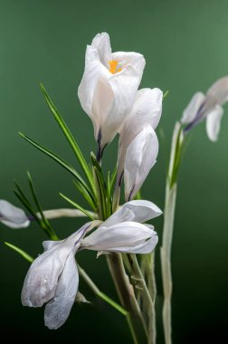 Su damlacıklarıyla süslenmiş beyaz bir Crocus çiçeğinin narin güzelliğini, yumuşak, bulanık yeşil bir arkaplana yakın plan çeker.