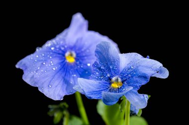 Siyah arka planda su damlacıklarıyla kaplanmış açık mavi iki nonoş çiçeğinin yakın çekimi. Hassas yapraklarda koyu mavi damarlar ve parlak sarı bir merkez bulunur.