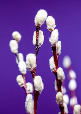 Several fuzzy, silvery-white pussy willow catkins sprout from reddish-brown branches against a rich purple background, symbolizing the arrival of spring