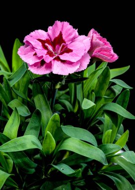 Siyah bir zemine serili pembe bir karanfilin yakın plan fotoğrafı. Karmaşık taç yaprakları ve doğal güzelliği vurguluyor. 