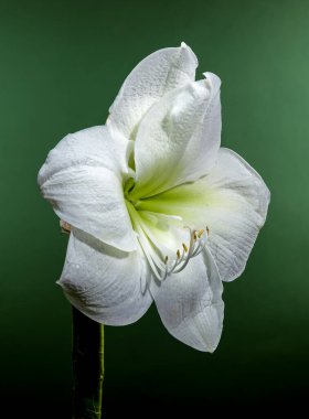 Zarif çiğ damlaları ile beyaz bir Amarillis çiçeğinin yakın plan fotoğrafı, yeşil bir arka plan üzerine kurulmuş, zarif taç yaprakları ve doğal güzelliğini sergiliyor. 