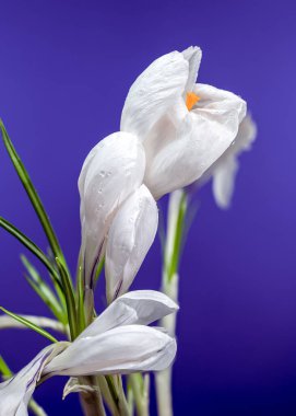 Zarif beyaz Crocus çiçekleri, canlı mor bir zemin üzerinde narin su damlacıkları barındırır. 