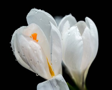 Katı, siyah bir arkaplana karşı izole edilmiş, çiğ damlalı zarif beyaz kır çiçekleri.