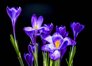 Katı siyah bir arkaplan üzerinde çiğ damlaları ile canlı mor crocus çiçekleri