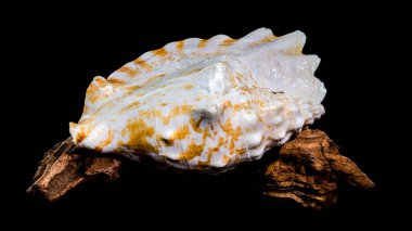 Strombus gigas deniz kabuğu kabuğunun yakın çekimi, pembe ve turuncu desenlerini sergiliyor, siyah bir arkaplana karşı sarkık dallar üzerinde dinleniyor.