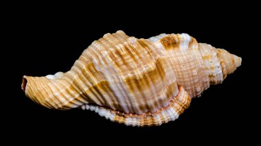 Kıllı desenli ve karmaşık desenli bir Monoplex pilearis kabuğuna yakın plan, koyu bir arkaplan üzerine kuruludur.