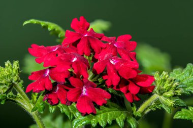 Canlı kırmızı Verbena çiçeklerinden büyüleyici bir yakın plan, koyu yeşil arka planda güzel bir zıtlık var. 