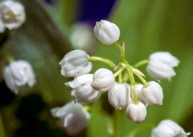 Yeşil yaprakların üzerinde su damlacıkları olan, el değmemiş, el değmemiş, beyaz çiçekli narin bir fotoğraf.