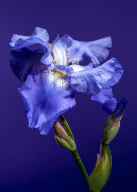 Canlı mavi bir irinin büyüleyici yakın çekimi, narin yaprakları, zengin, koyu mavi bir arka plana doğru açılıyor. 