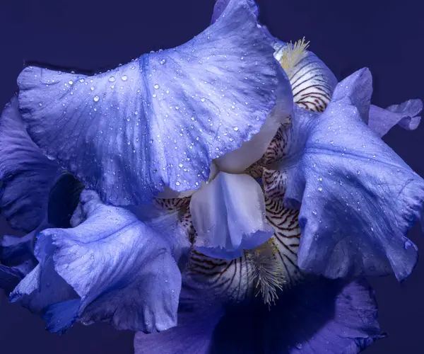 Canlı mavi bir irinin büyüleyici yakın çekimi, narin yaprakları, zengin, koyu mavi bir arka plana doğru açılıyor. 