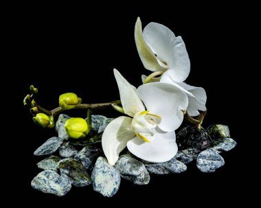 Phalaenopsis orkidesi. Su damlacıkları pürüzsüz spa taşları üzerinde dinleniyor. Siyah arka planda izole edilmiş.