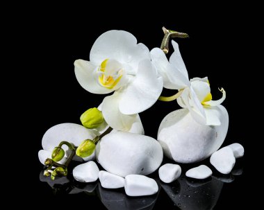 Durgun, beyaz falanopsis orkide çiçekleri ve tomurcukları parlak siyah bir zemin üzerinde pürüzsüz, parlak beyaz taşlar arasında yerleşmiş