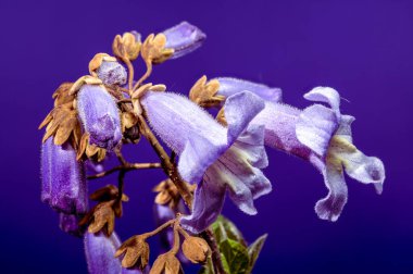 Yakın plan narin, açık mor paulownia çiçekleri canlı bir arkaplan üzerinde bir dal üzerinde 