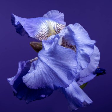 Canlı mavi bir irinin büyüleyici yakın çekimi, narin yaprakları, zengin, koyu mavi bir arka plana doğru açılıyor. 