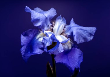 Canlı mavi bir irinin büyüleyici yakın çekimi, narin yaprakları, zengin, koyu mavi bir arka plana doğru açılıyor. 