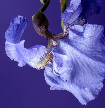 Canlı mavi bir irinin büyüleyici yakın çekimi, narin yaprakları, zengin, koyu mavi bir arka plana doğru açılıyor. 