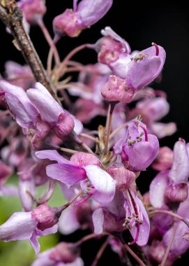 Su damlacıkları ile çiçek açan pembe kırmızı tomurcuk ağaçlarının yakın plan, dramatik kontrastlar için koyu bir zemin üzerine kurulmuş