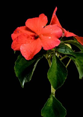 Sivri kırmızı Impatiens Walleriana çiçeklerinin yakın plan bir görüntüsü, narin su damlacıklarıyla süslenmiş, simsiyah bir zemin üzerine kurulmuş.